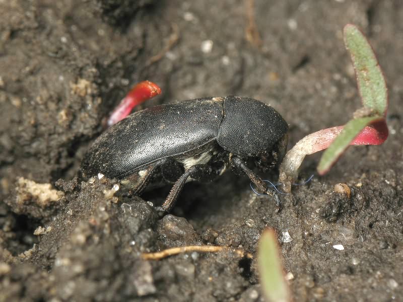 Dermestes laniarius Illiger, 1801